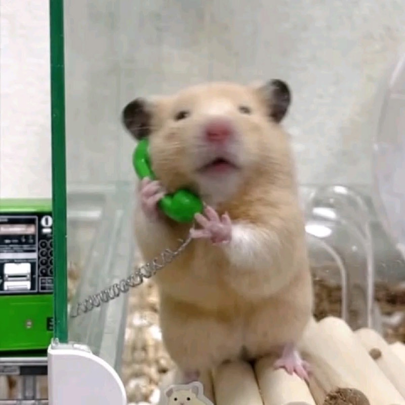 ちょこの写メ