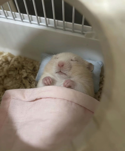 ちょこの写メ