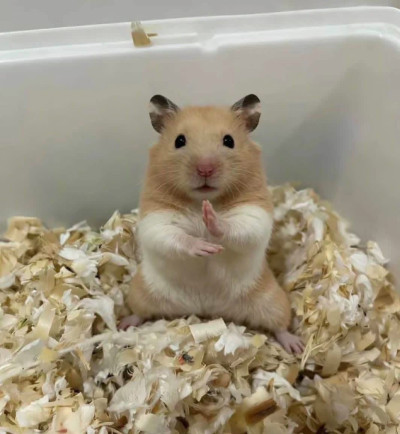 ちょこの写メ