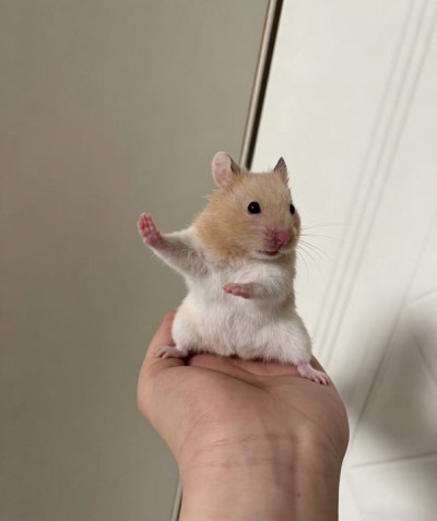 ちょこの写メ