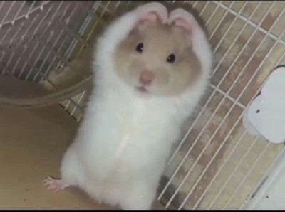 ちょこの写メ