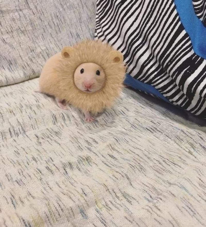 ちょこの写メ